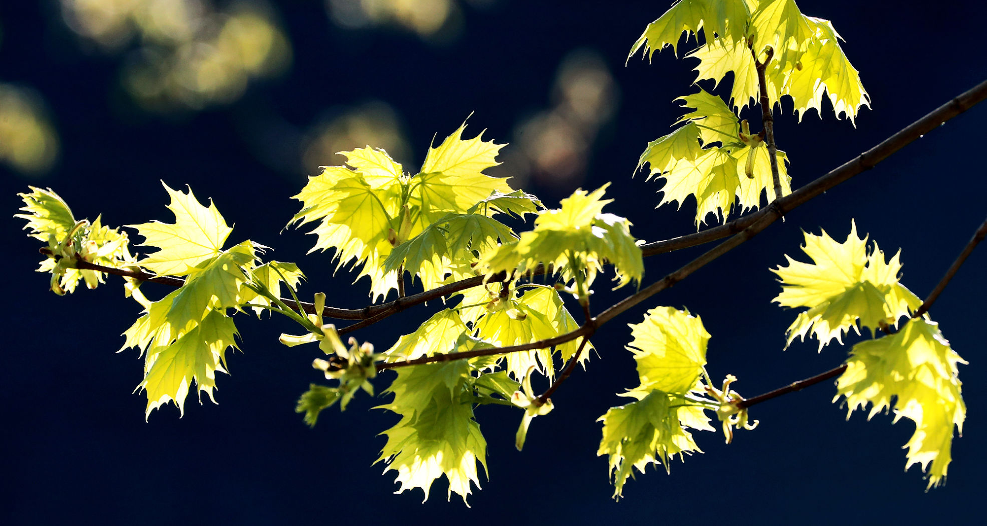 042820_SpringGrowth002_bjs.JPG
